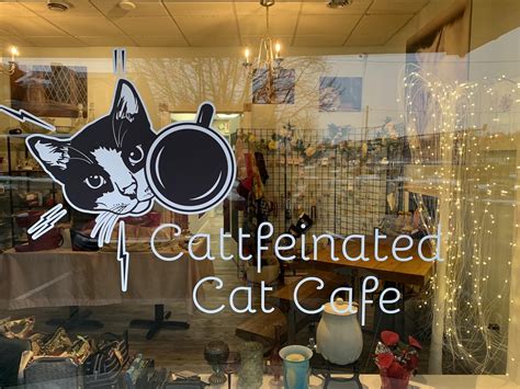 Wednesday - 9. . Cat cafe in surrey